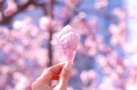 桃花結果 風水|風水で恋愛運アップに即効性も！桃花位が決め手 